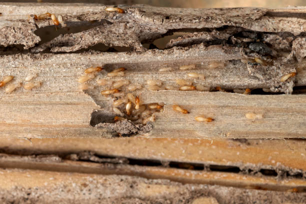 Best Best Pest Control Companies  in Waverly, VA